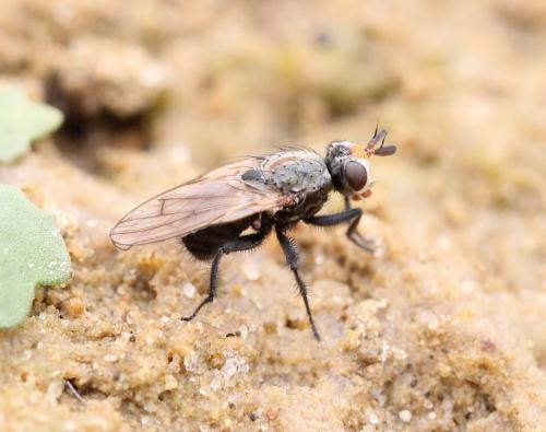 Réf. 248 381 : Myopina myopina